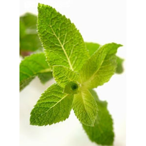 Foliage Flavour