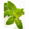 Foliage Flavour